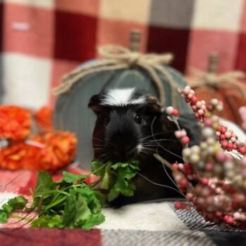 Rescue Guinea Pig Guinea Pigs for Adoption in Eugene, Oregon - Spruce | PetCurious